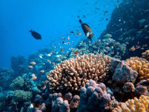 Coral Reef Marine Life