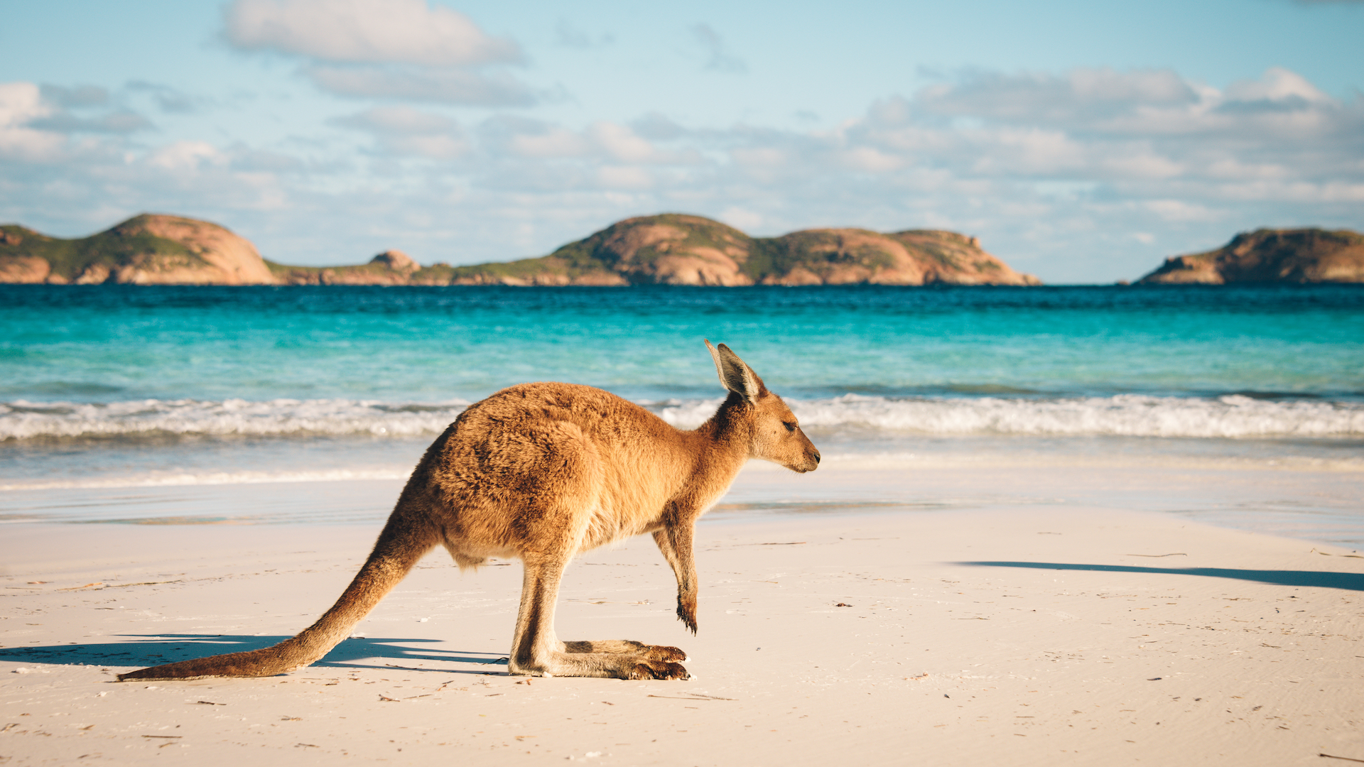 Kangaroo On Litter Free Beach