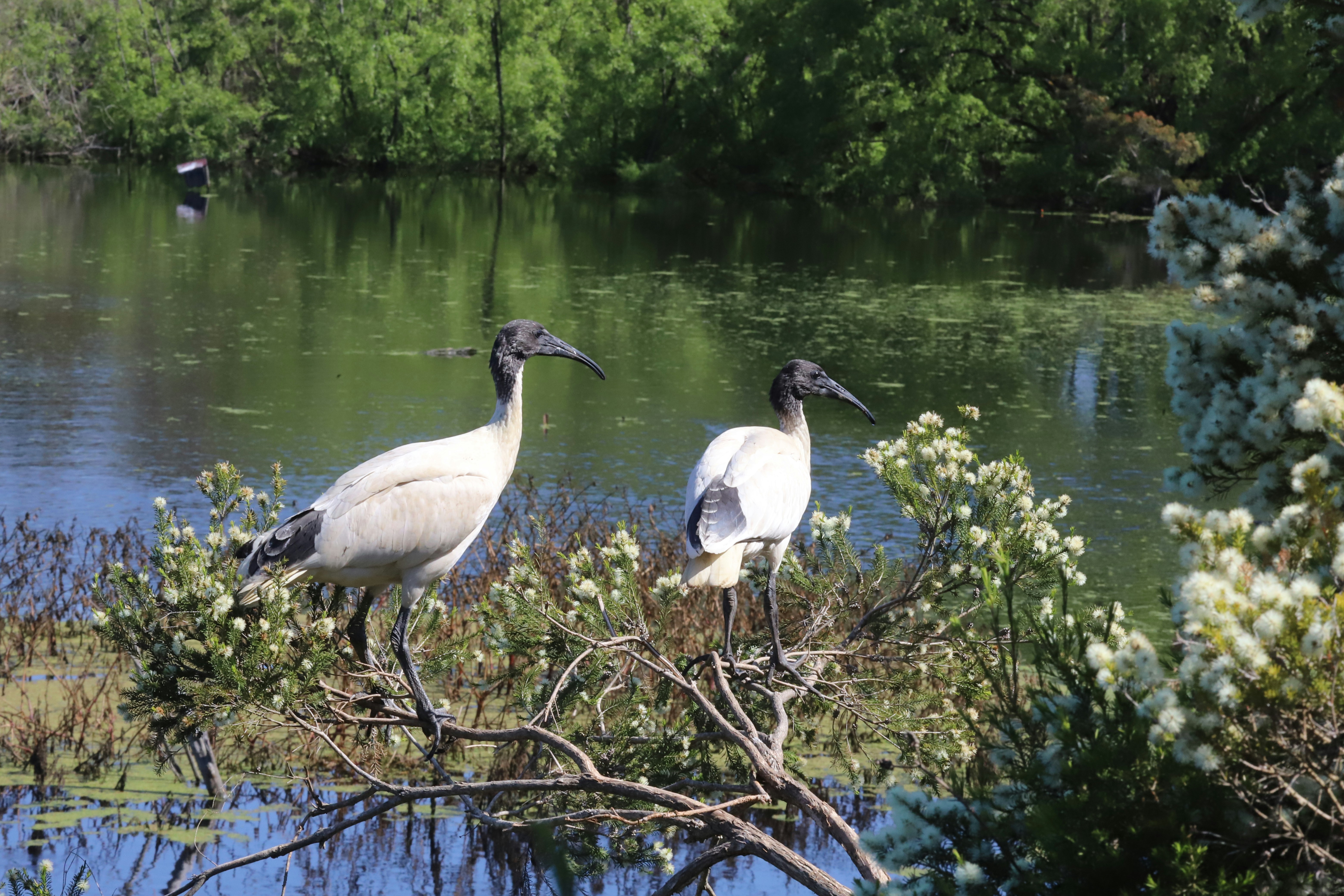 Australian White Ibis in a wetland setting